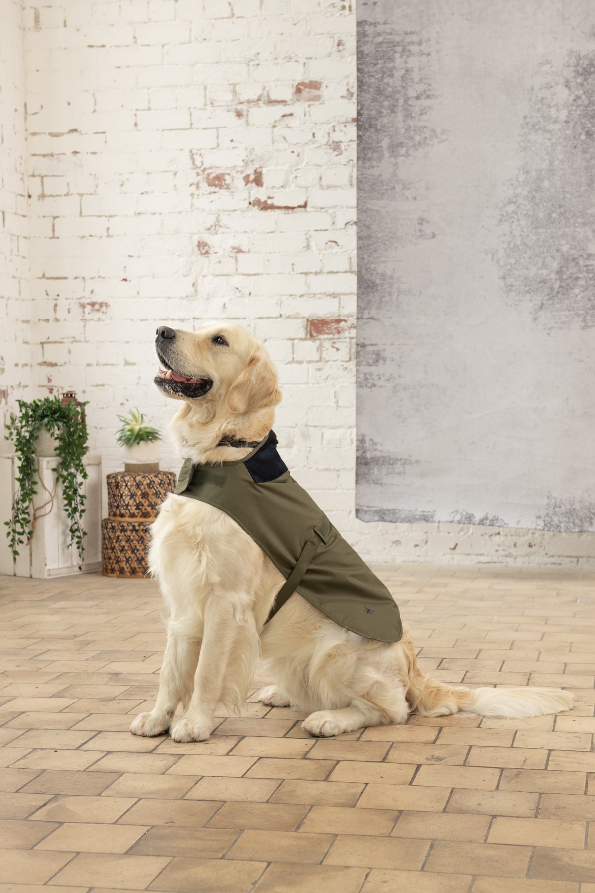 Raincoat for labrador retriever 2025