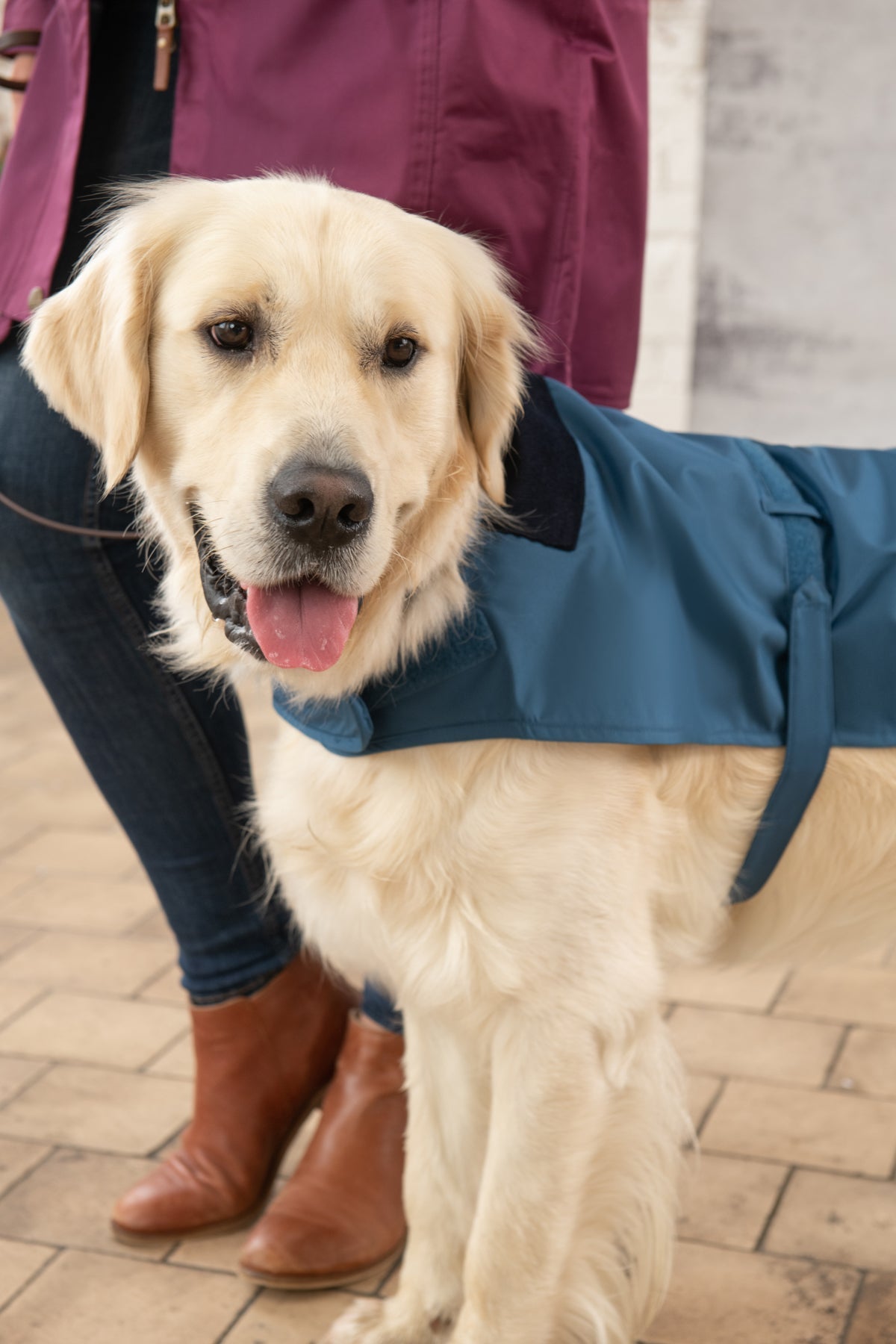 Dog raincoat sales with hood uk