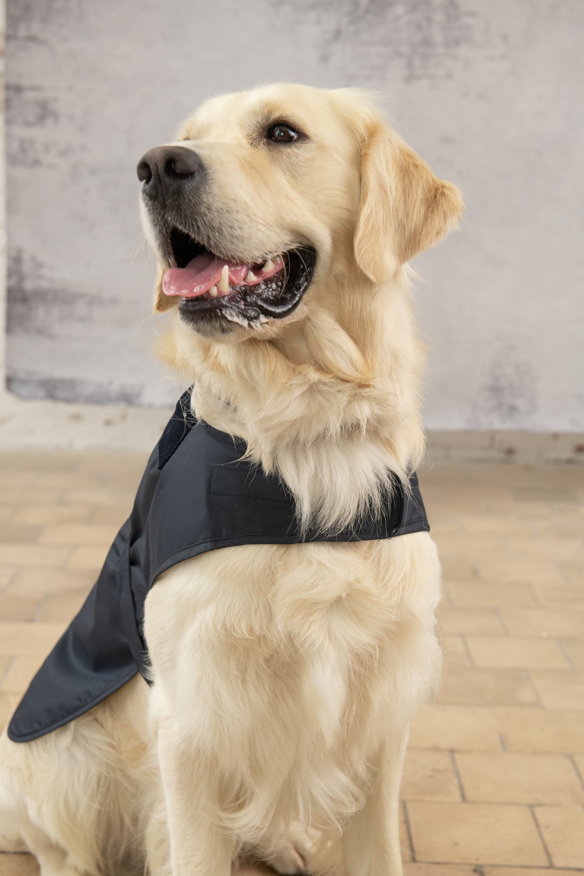 Barbour dog coat sale deals